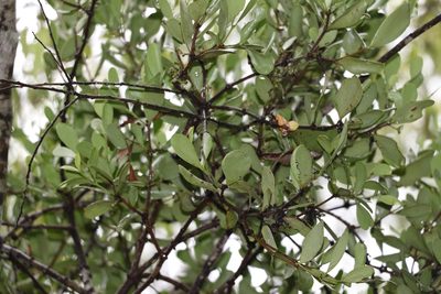 Amyema conspicua, photographed by Greg Tasney