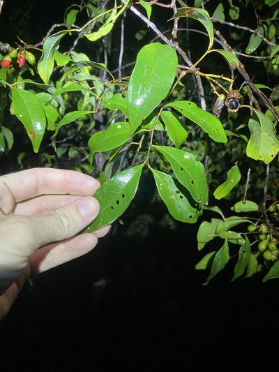 Alectryon reticulatus, photographed by Greg Tasney