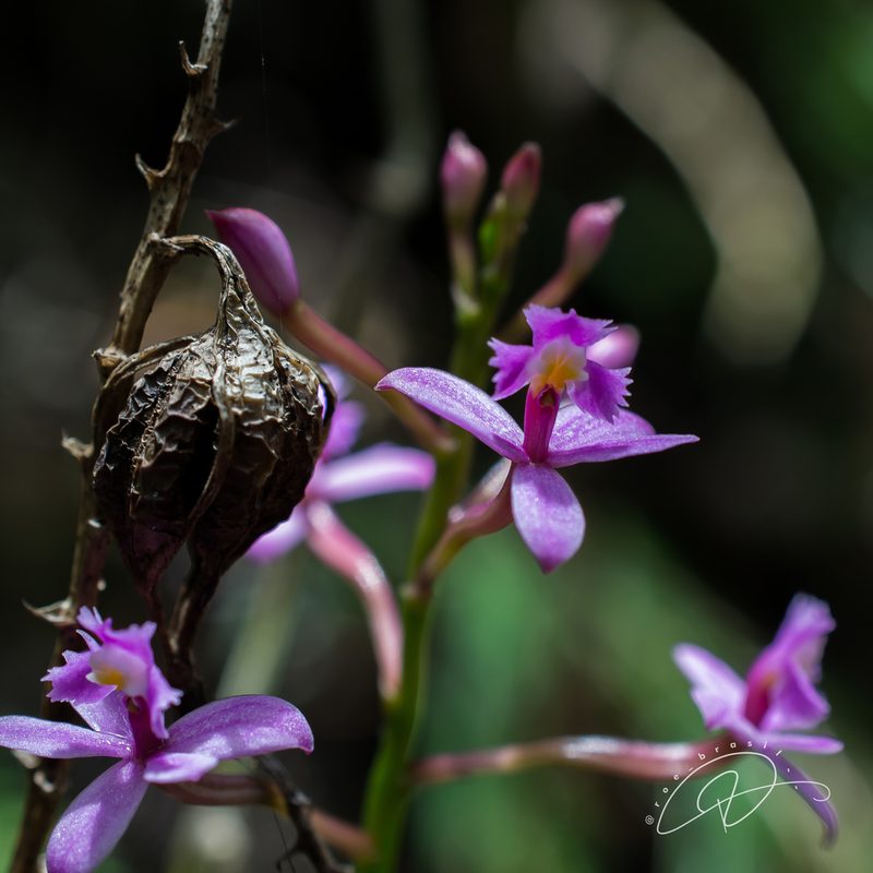 Epidendrum secundum, photographed by Reinaldo de Oliveira Elias