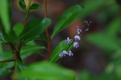 Glycine tabacina, photographed by Greg Tasney