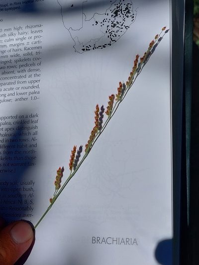 Urochloa serrata, photographed by Manuel R Popp