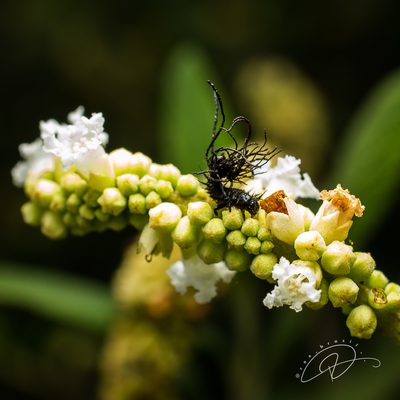 Varronia curassavica, photographed by Reinaldo de Oliveira Elias