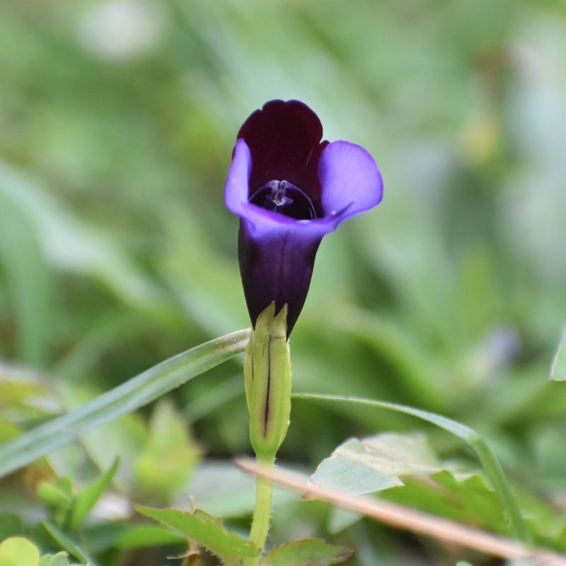 Torenia bicolor, photographed by Devika M B