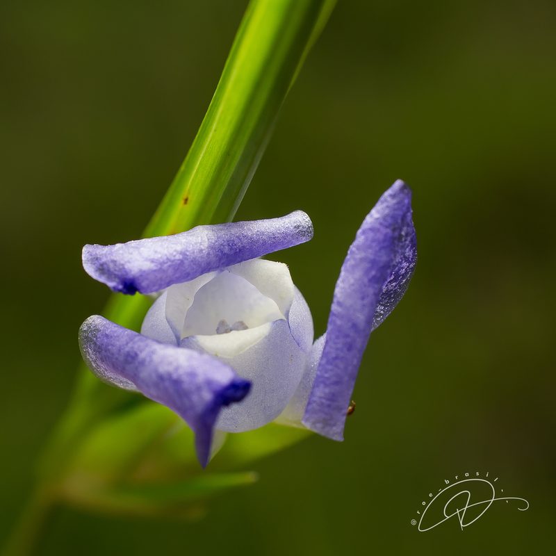 Cipura paludosa, photographed by Reinaldo de Oliveira Elias