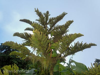 Araucaria columnaris, photographed by Dan Schofield