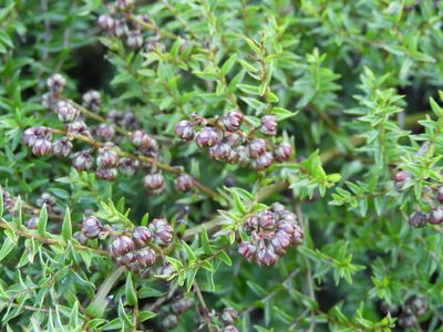 Coriaria plumosa, photographed by Santiago Martín-Bravo