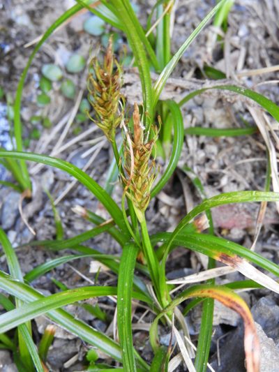Carex edura, photographed by Santiago Martín-Bravo