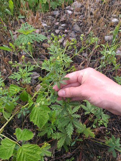 Potentilla inclinata, photographed by Dmitriy Bochkov