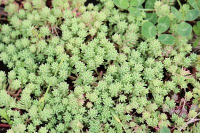 Sedum pallidum, photographed by Bee Together