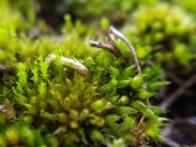 Tortula acaulon, photographed by carnifex