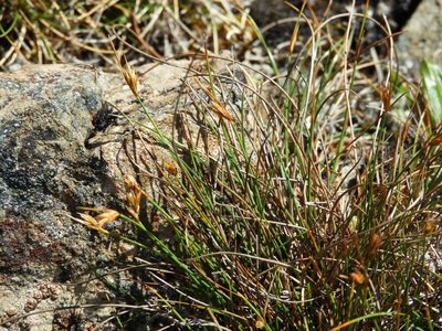 Carex acicularis, photographed by Santiago Martín-Bravo