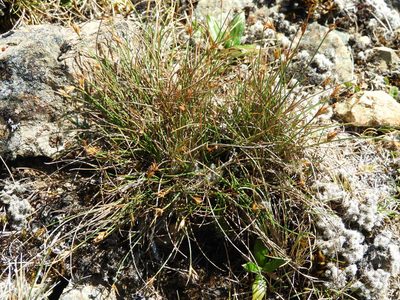 Carex acicularis, photographed by Santiago Martín-Bravo