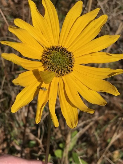 Helianthus carnosus, photographed by Brandon Corder