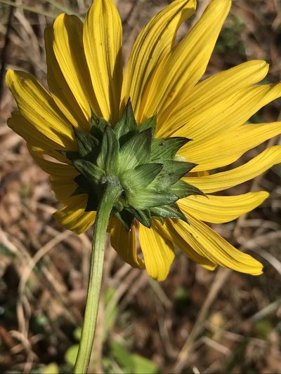 Helianthus carnosus, photographed by Brandon Corder