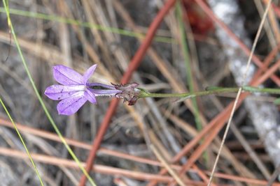 Lobelia brevifolia, photographed by Lauren McLaurin