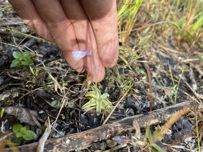Pinguicula pumila, photographed by Brandon Corder