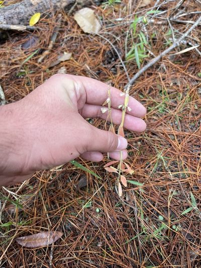 Dicerandra densiflora, photographed by Brandon Corder