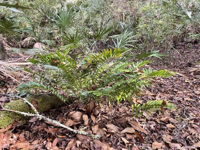 Zamia integrifolia, photographed by Brandon Corder