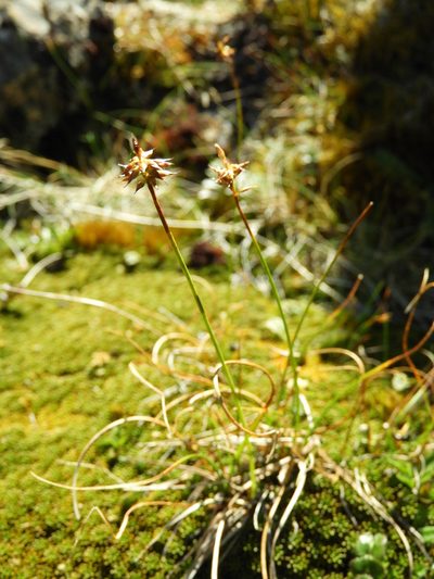 Carex cephalotes, photographed by Santiago Martín-Bravo
