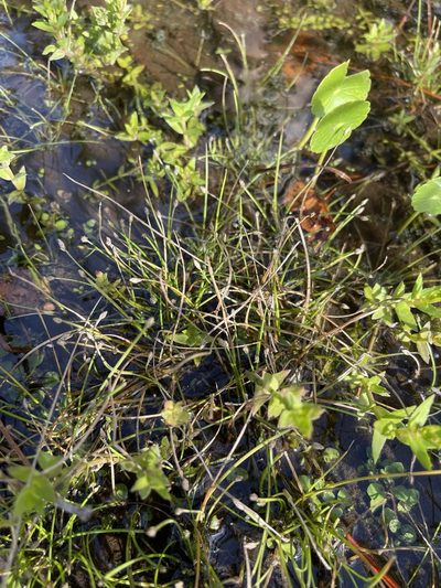 Eleocharis flavescens, photographed by Brandon Corder