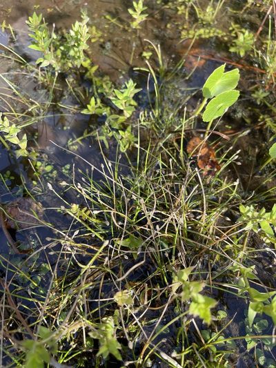 Eleocharis flavescens, photographed by Brandon Corder
