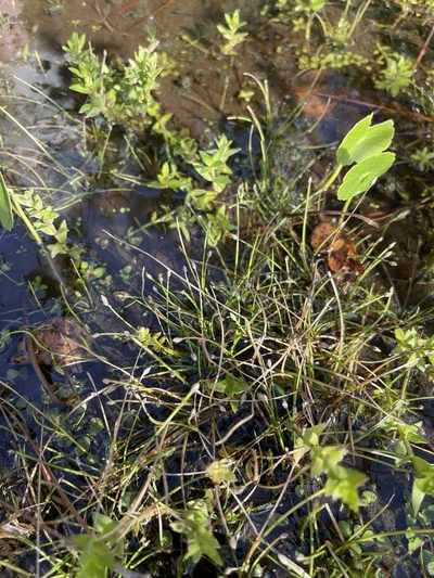 Eleocharis flavescens, photographed by Brandon Corder