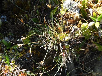 Carex acicularis, photographed by Santiago Martín-Bravo