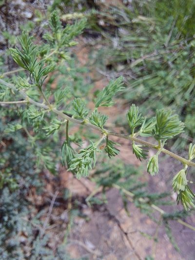 Asparagus flavicaulis, photographed by Manuel R Popp