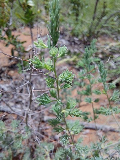 Asparagus flavicaulis, photographed by Manuel R Popp