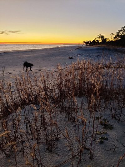 Schizachyrium maritimum, photographed by Scott Allen Davis