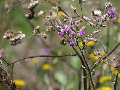 Senecio purpureus, photographed by Shaun Swanepoel