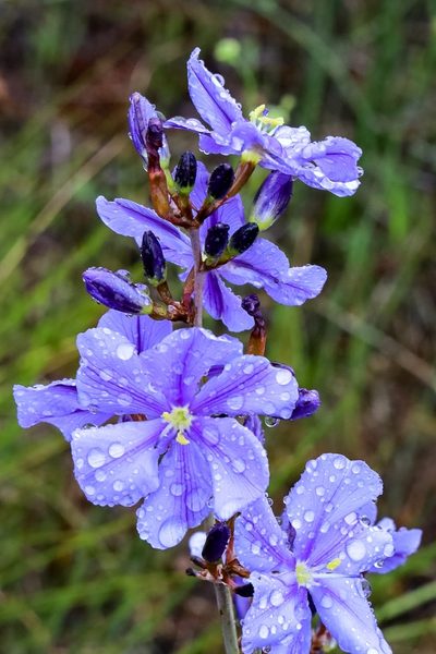 Aristea rigidifolia, photographed by magriet b
