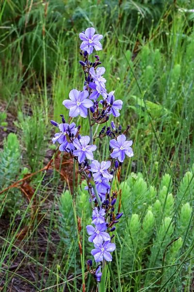 Aristea rigidifolia, photographed by magriet b