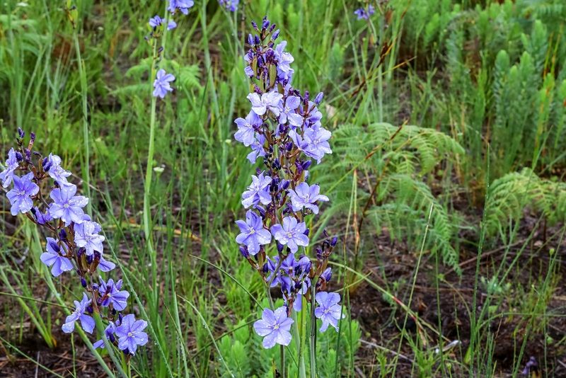 Aristea rigidifolia, photographed by magriet b