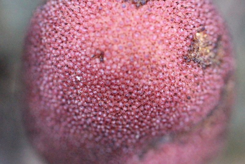 Balanophora harlandii, photographed by Agnes Trekker