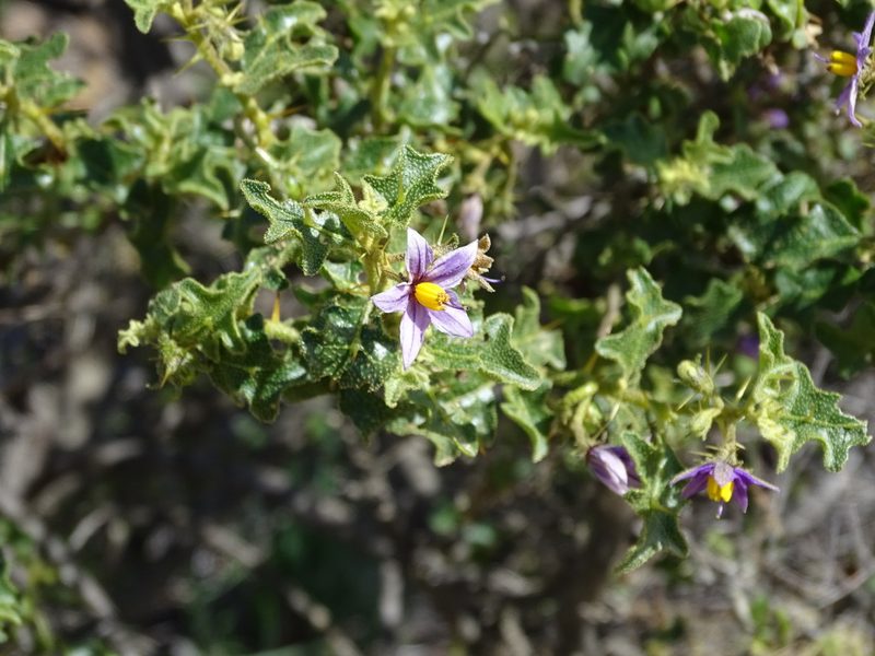 Solanum humile, photographed by Peter Warren