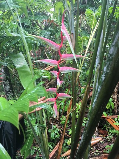 Heliconia chartacea, photographed by maureen_c-m