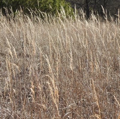 Sorghastrum nutans, photographed by saltyhiker