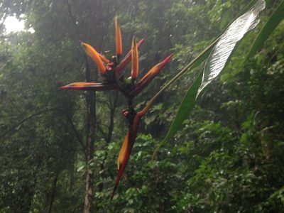 Heliconia hirsuta, photographed by maureen_c-m