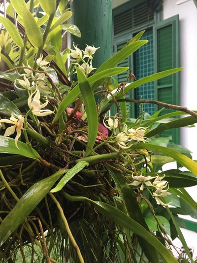 Prosthechea aemula, photographed by maureen_c-m