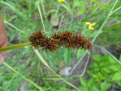 Carex vulpina, photographed by Grzegorz Grzejszczak