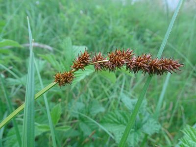 Carex vulpina, photographed by Grzegorz Grzejszczak