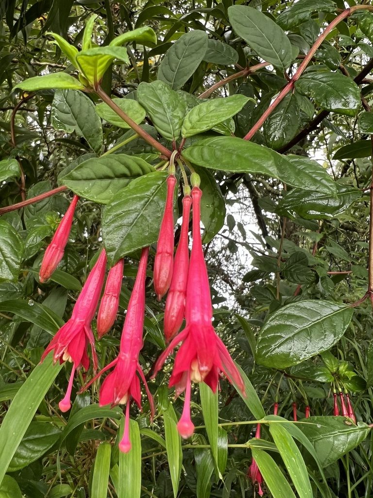 Fuchsia petiolaris, photographed by Nicolás Baresch Uribe