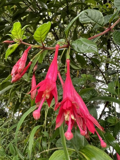 Fuchsia petiolaris, photographed by Nicolás Baresch Uribe