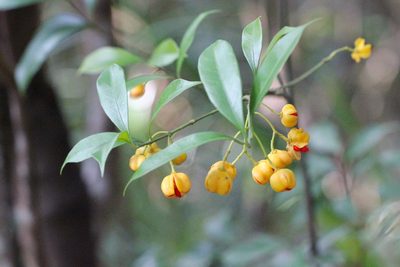Euonymus nitidus, photographed by Agnes Trekker