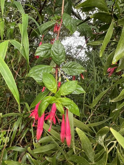 Fuchsia petiolaris, photographed by Nicolás Baresch Uribe