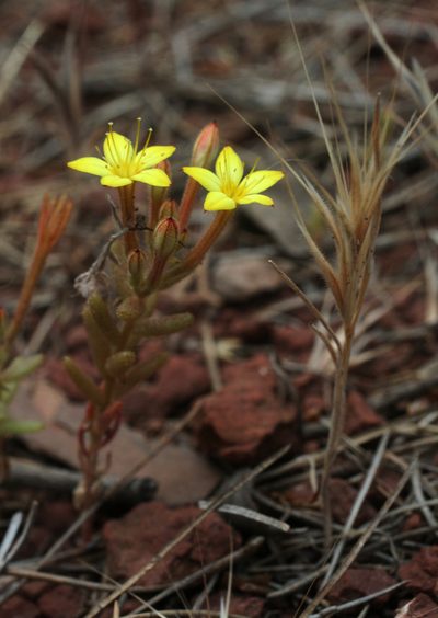 Pistorinia attenuata, photographed by Oleg Kosterin