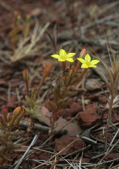 Pistorinia attenuata, photographed by Oleg Kosterin