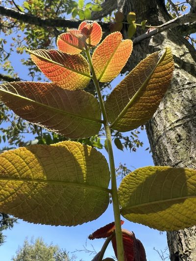 Juglans neotropica, photographed by Nicolás Baresch Uribe