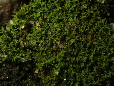 Pseudocrossidium hornschuchianum, photographed by Alexis Tinker-Tsavalas
